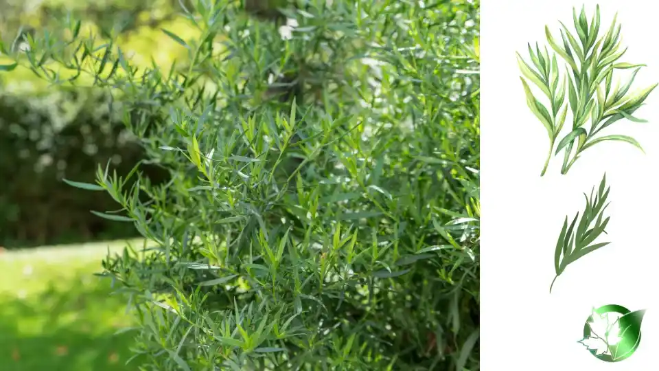 Dried Tarragon quality, format, and packaging should be matched to the buyer’s target application.